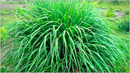 Лимонная трава (Cymbopogon)
