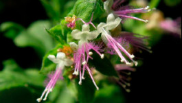 Пачули (Pogostemon cablin)